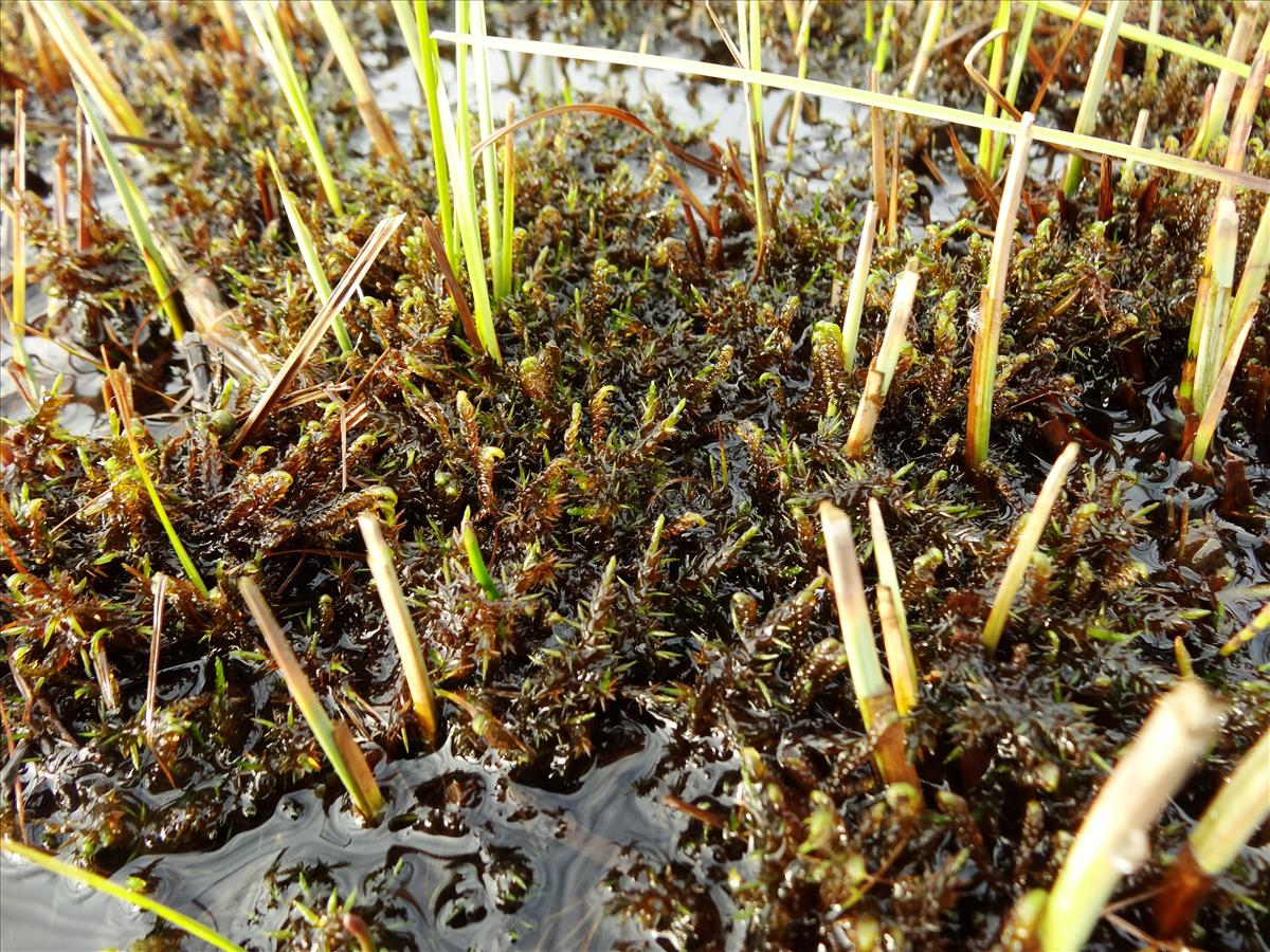 Scorpidium cossonii (door Jakob Hanenburg)