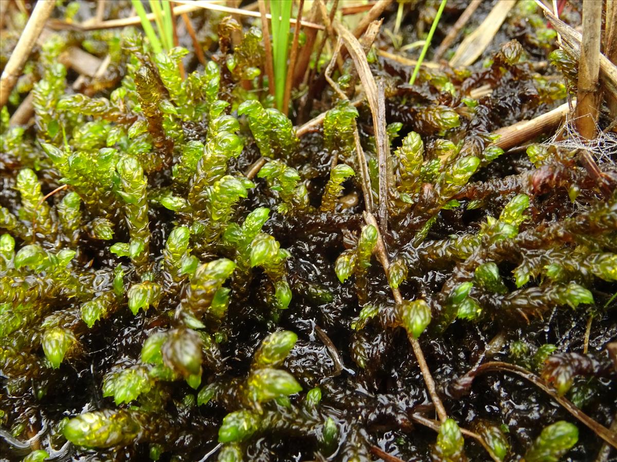 Scorpidium scorpioides (door Jakob Hanenburg)