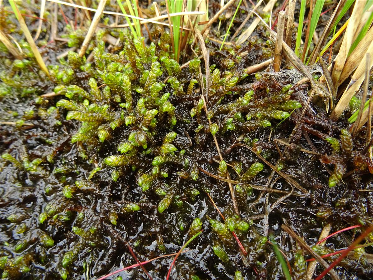 Scorpidium scorpioides (door Jakob Hanenburg)