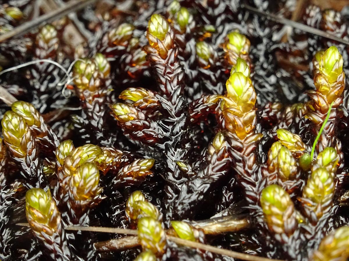 Scorpidium scorpioides (door Jakob Hanenburg)