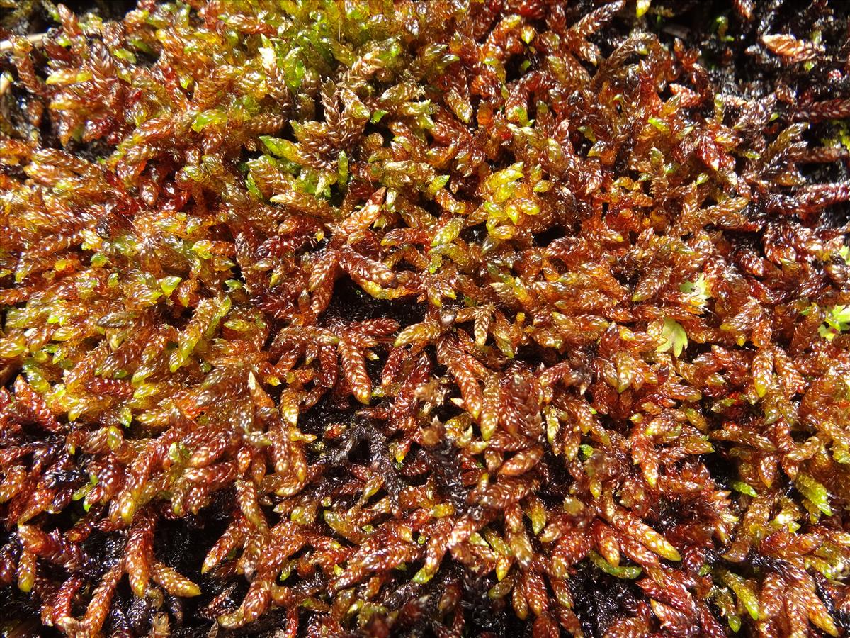 Scorpidium scorpioides (door Jakob Hanenburg)