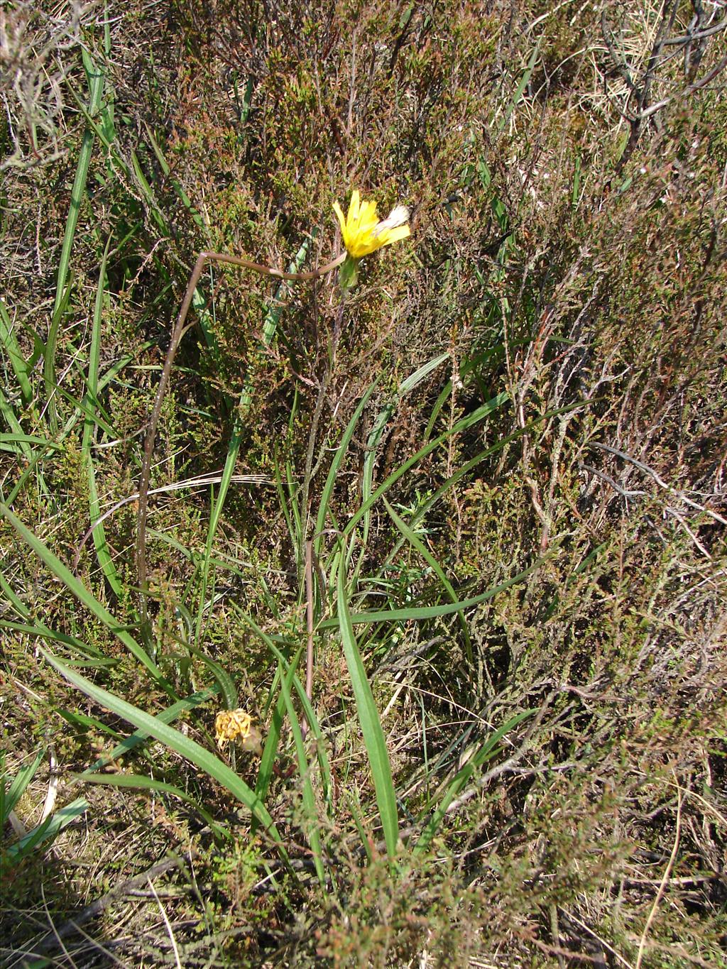 Scorzonera humilis (door Adrie van Heerden)