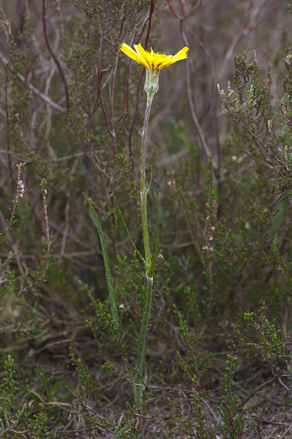 Scorzonera humilis (door Bert Blok)