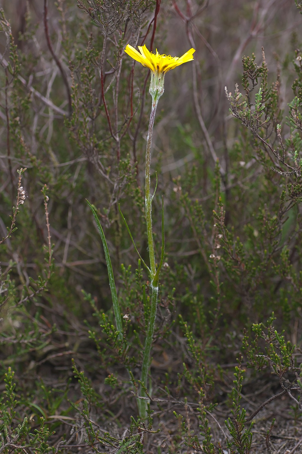 Scorzonera humilis (door Bert Blok)