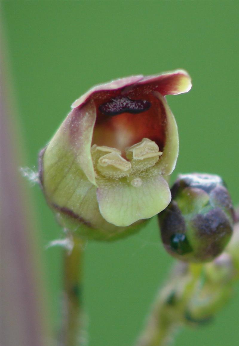 Scrophularia nodosa (door Adrie van Heerden)
