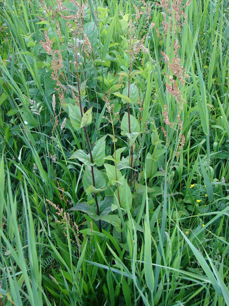 Scrophularia nodosa (door Adrie van Heerden)