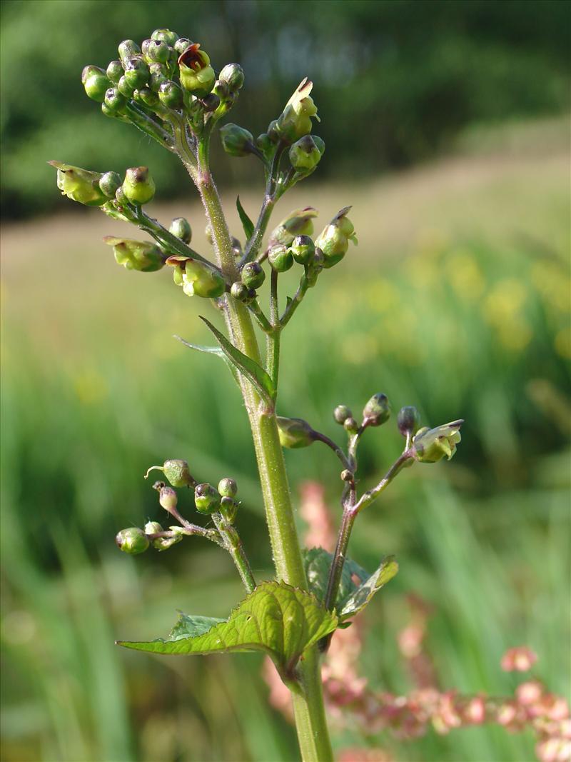 Scrophularia nodosa (door Adrie van Heerden)