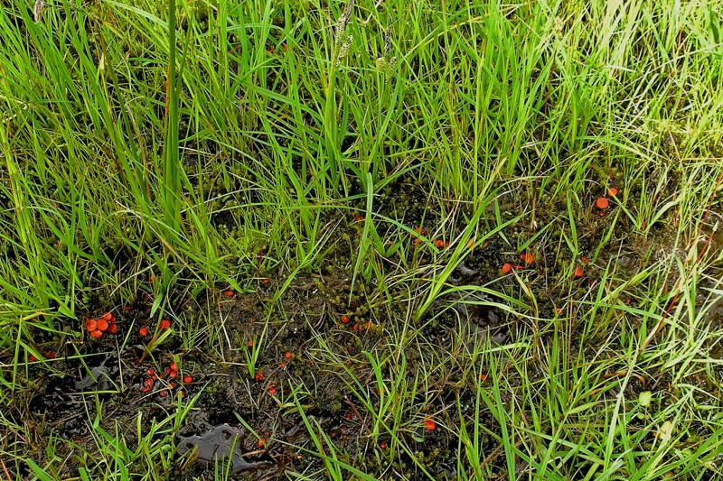 Scutellinia heterosculpturata (door Henk Huijser)