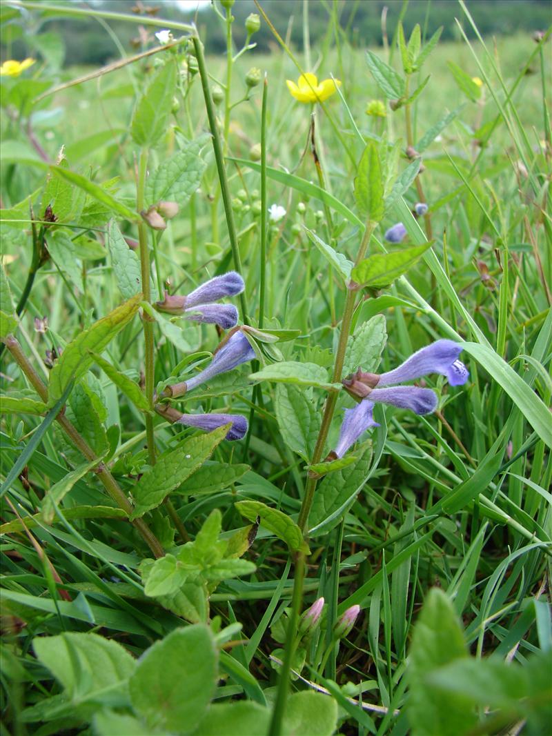 Scutellaria galericulata (door Adrie van Heerden)