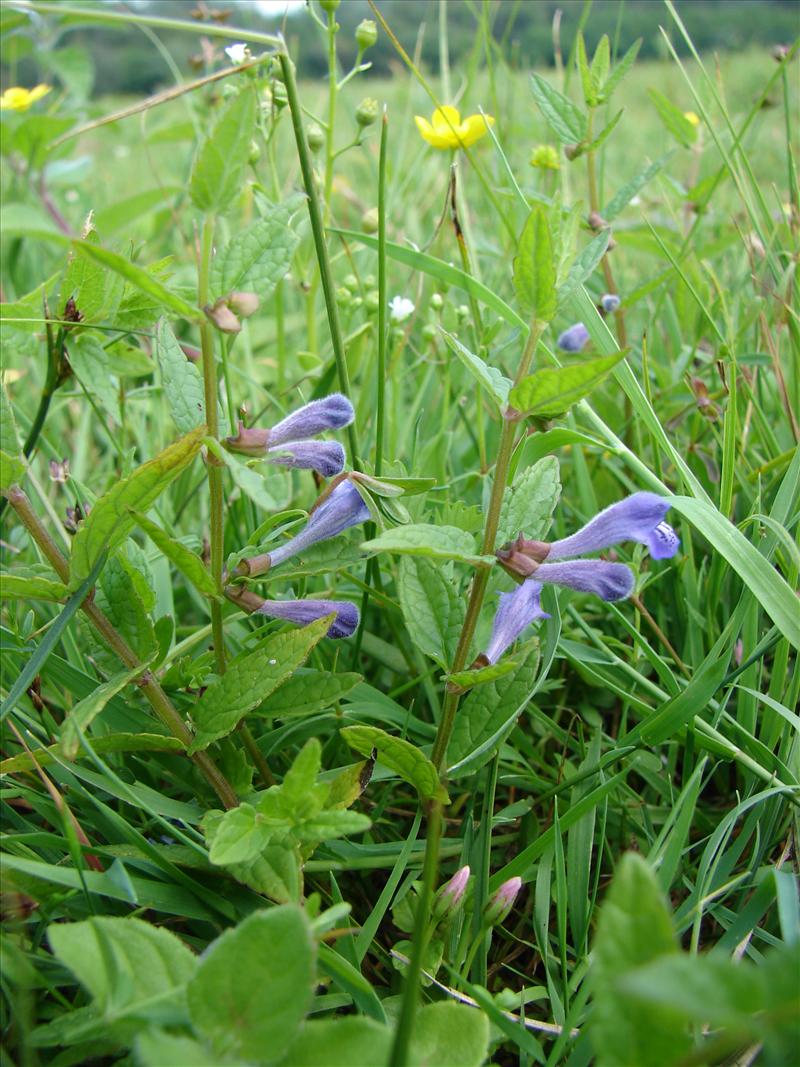 Scutellaria galericulata (door Adrie van Heerden)