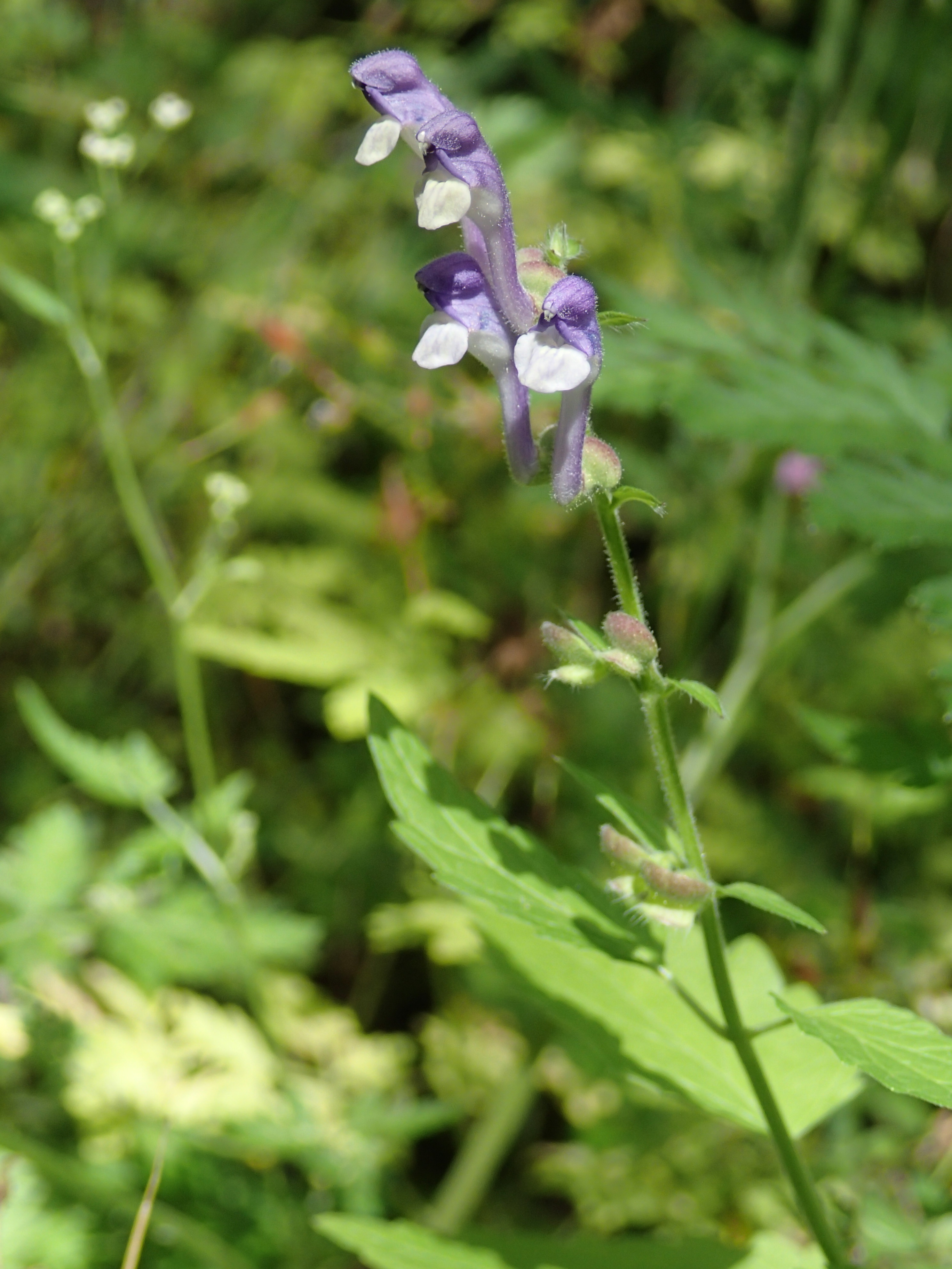 Scutellaria altissima (door Adrie van Heerden)