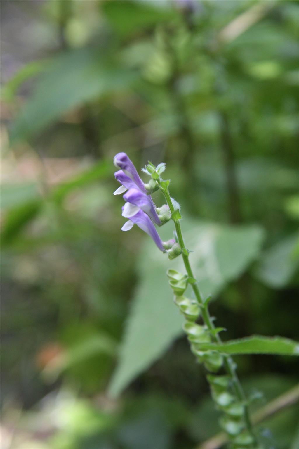 Scutellaria altissima (door Fred Bos)