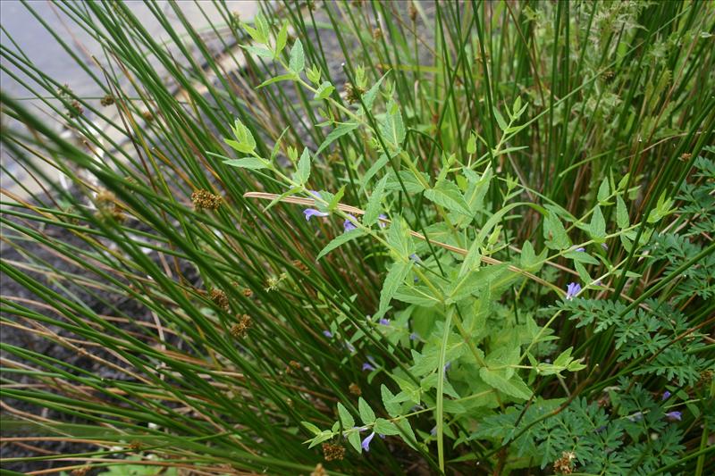 Scutellaria galericulata (door Niels Jeurink)