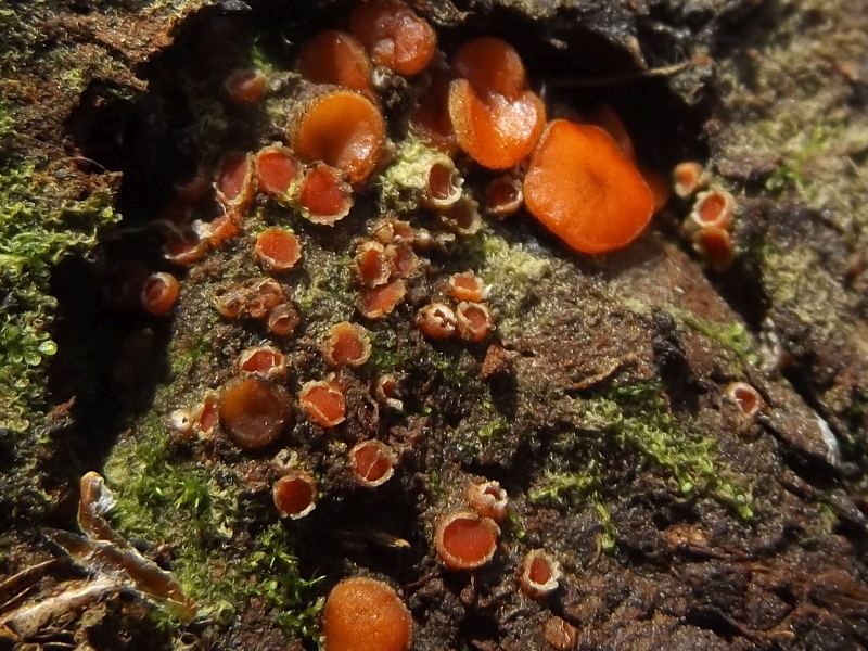 Scutellinia pseudotrechispora (door A.C. Billekens)