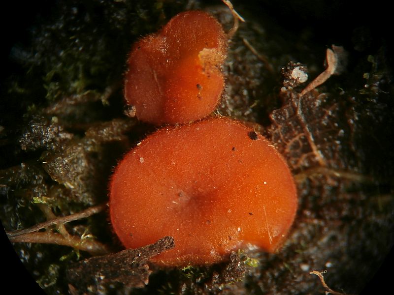 Scutellinia pseudotrechispora (door A.C. Billekens)