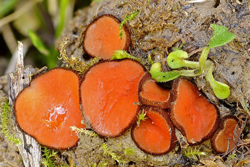 Scutellinia barlae (door Henk Huijser)