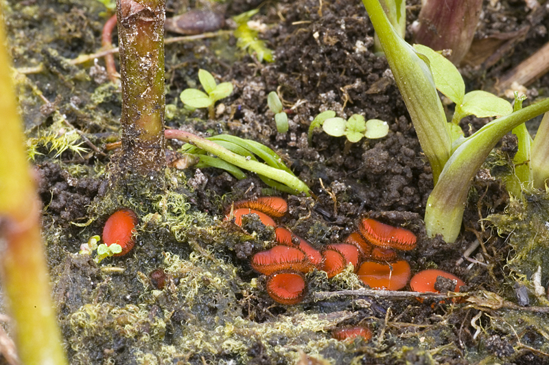 Scutellinia scutellata (door Nico Dam)