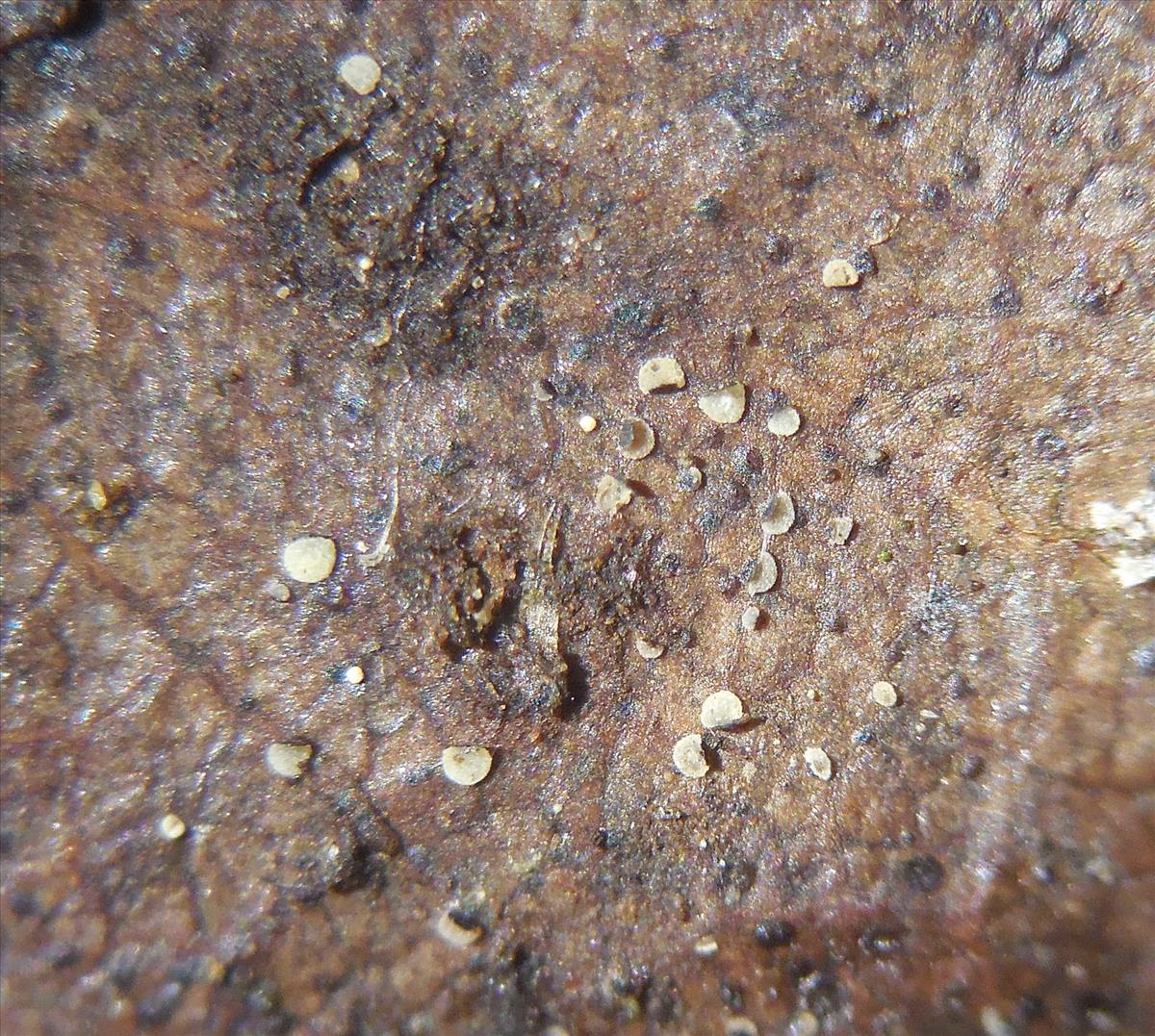 Scutoscypha fagina (door Stip Helleman)