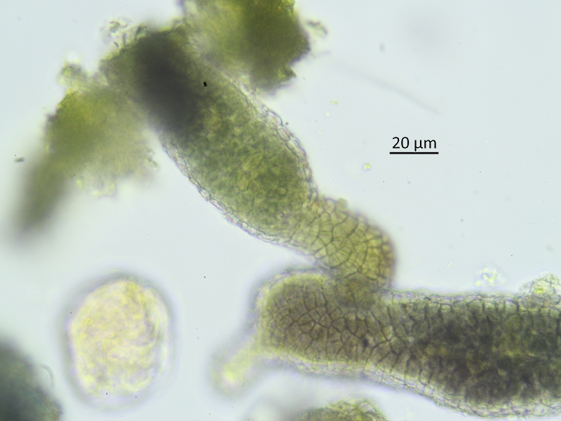 Scytinium teretiusculum (door Guido Berger)