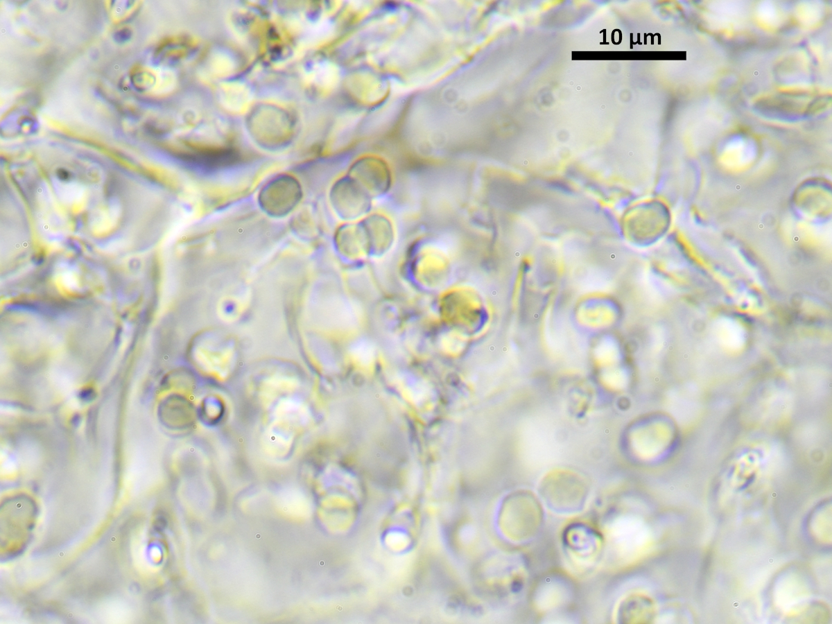 Scytinium callopismum (door Henk-Jan van der Kolk)