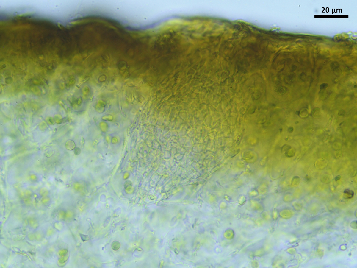 Scytinium callopismum (door Henk-Jan van der Kolk)