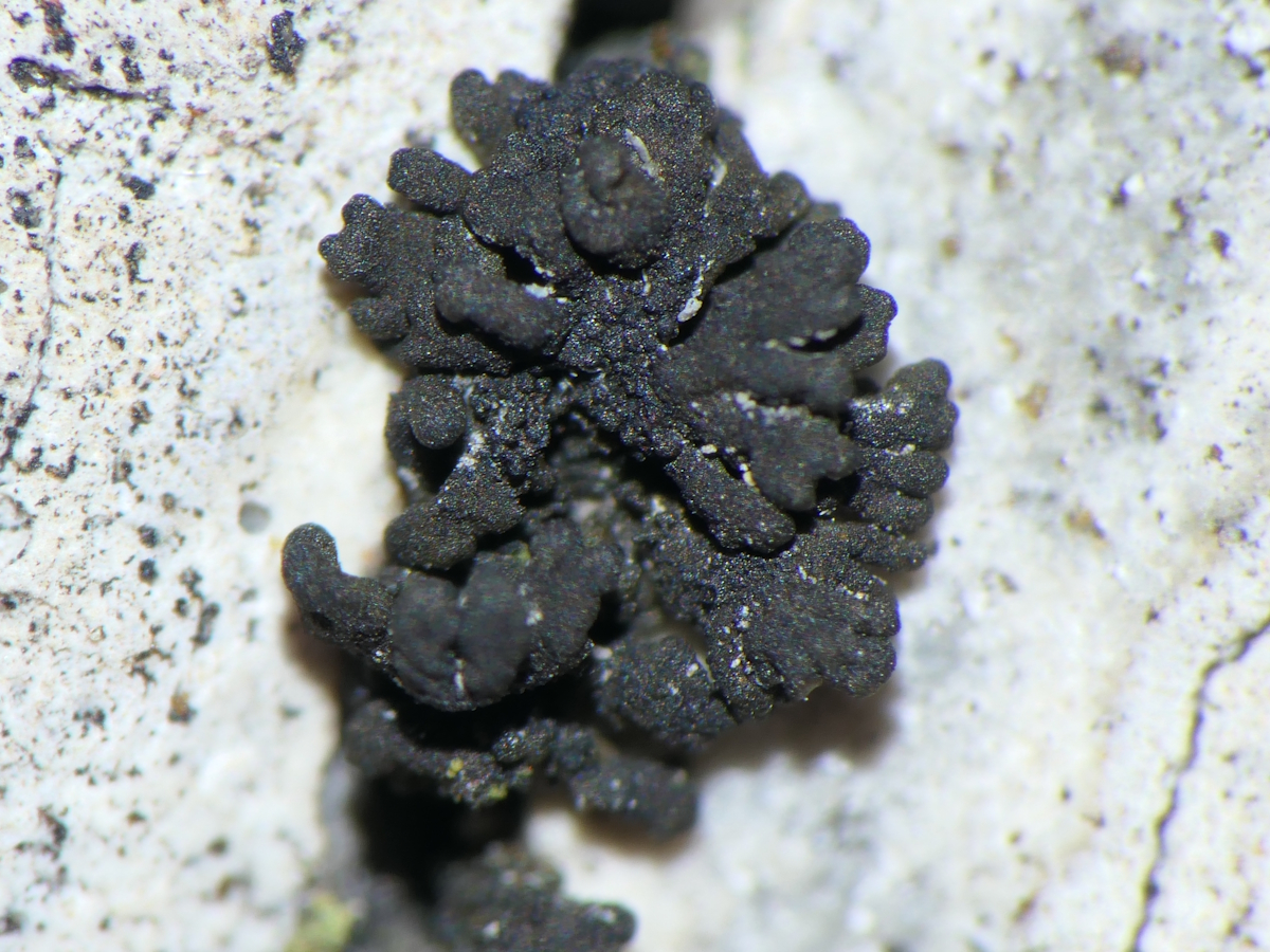 Scytinium callopismum (door Henk-Jan van der Kolk)