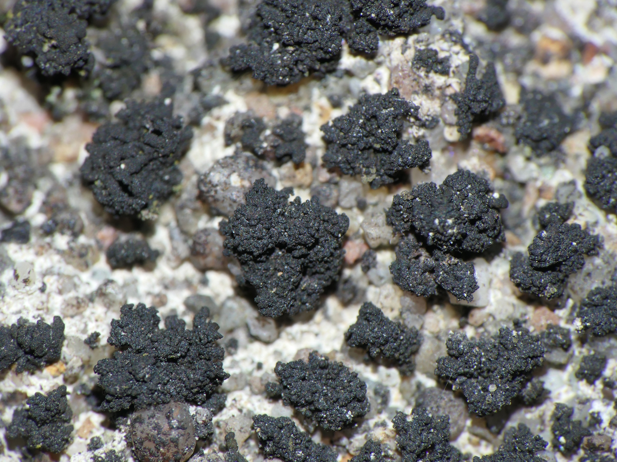 Scytinium callopismum (door Henk-Jan van der Kolk)
