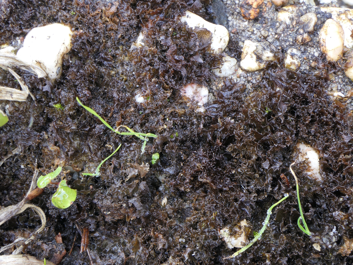 Scytinium gelatinosum (door Henk-Jan van der Kolk)