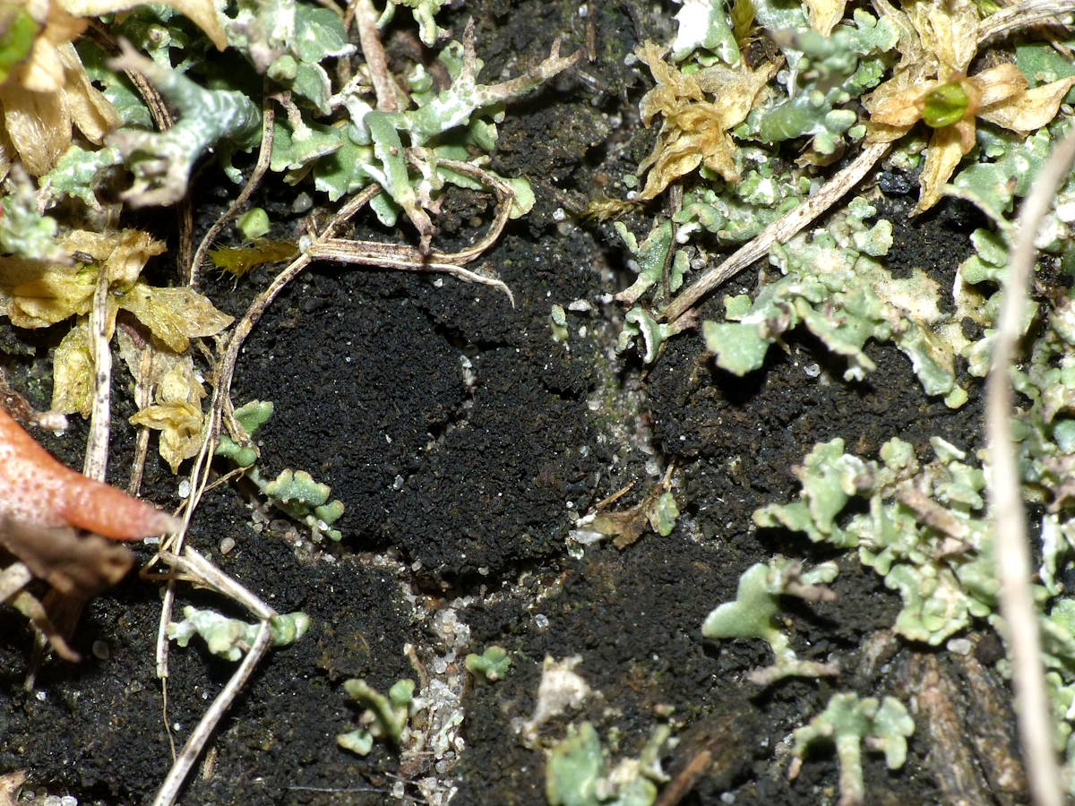 Scytinium imbricatum (door Henk-Jan van der Kolk)