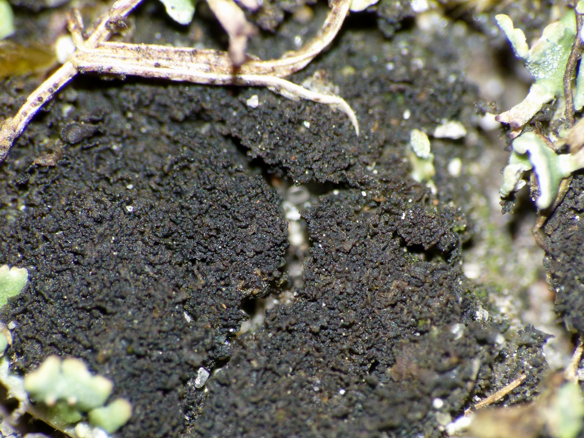 Scytinium imbricatum (door Henk-Jan van der Kolk)