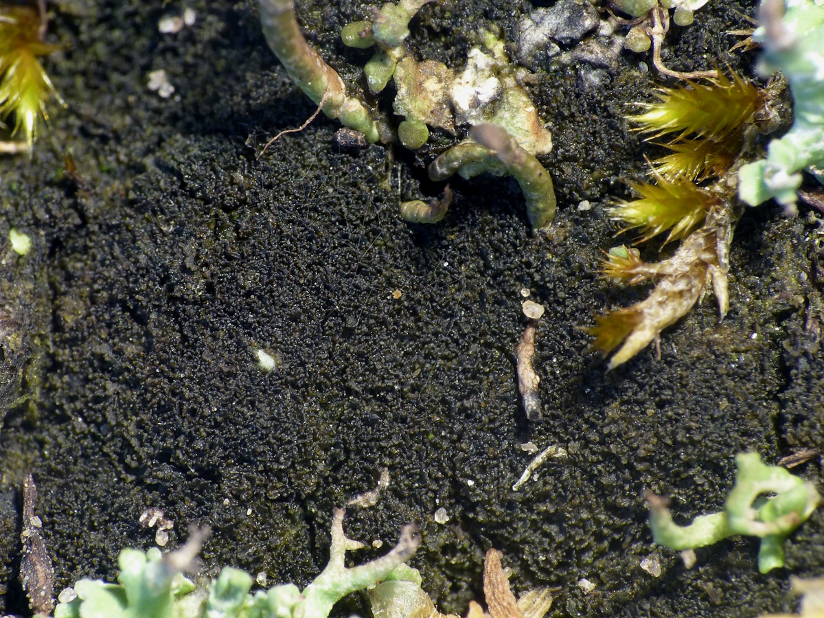 Scytinium imbricatum (door Henk-Jan van der Kolk)