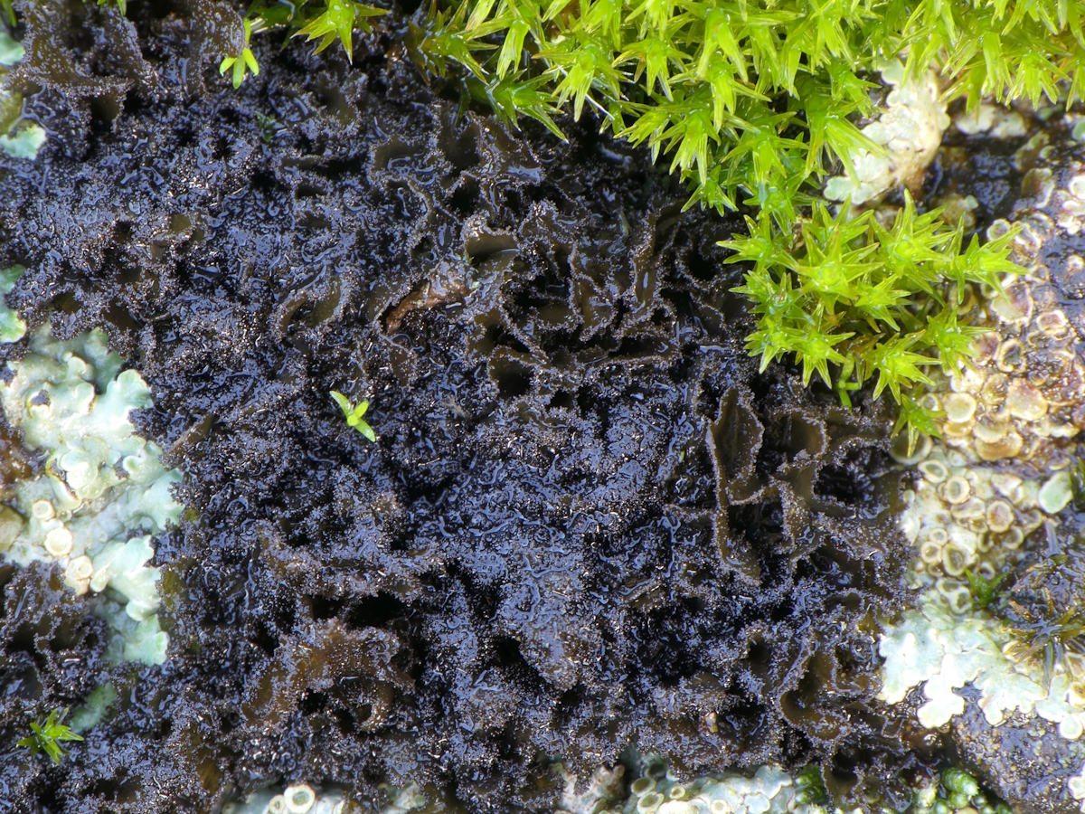 Scytinium magnussonii (door Henk-Jan van der Kolk)