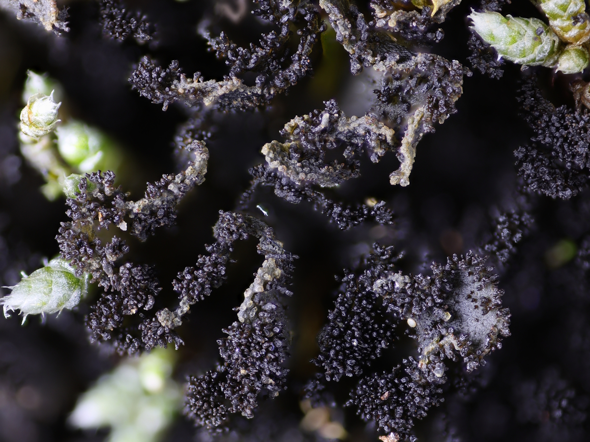 Scytinium magnussonii (door Henk-Jan van der Kolk)