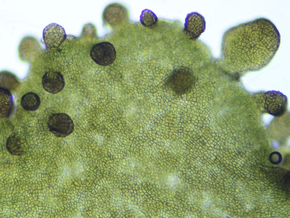 Scytinium magnussonii (door Henk-Jan van der Kolk)