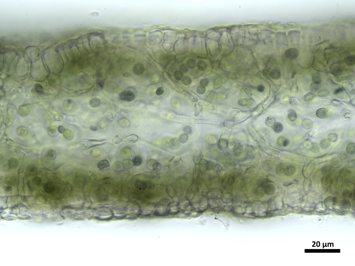 Scytinium magnussonii (door Henk-Jan van der Kolk)
