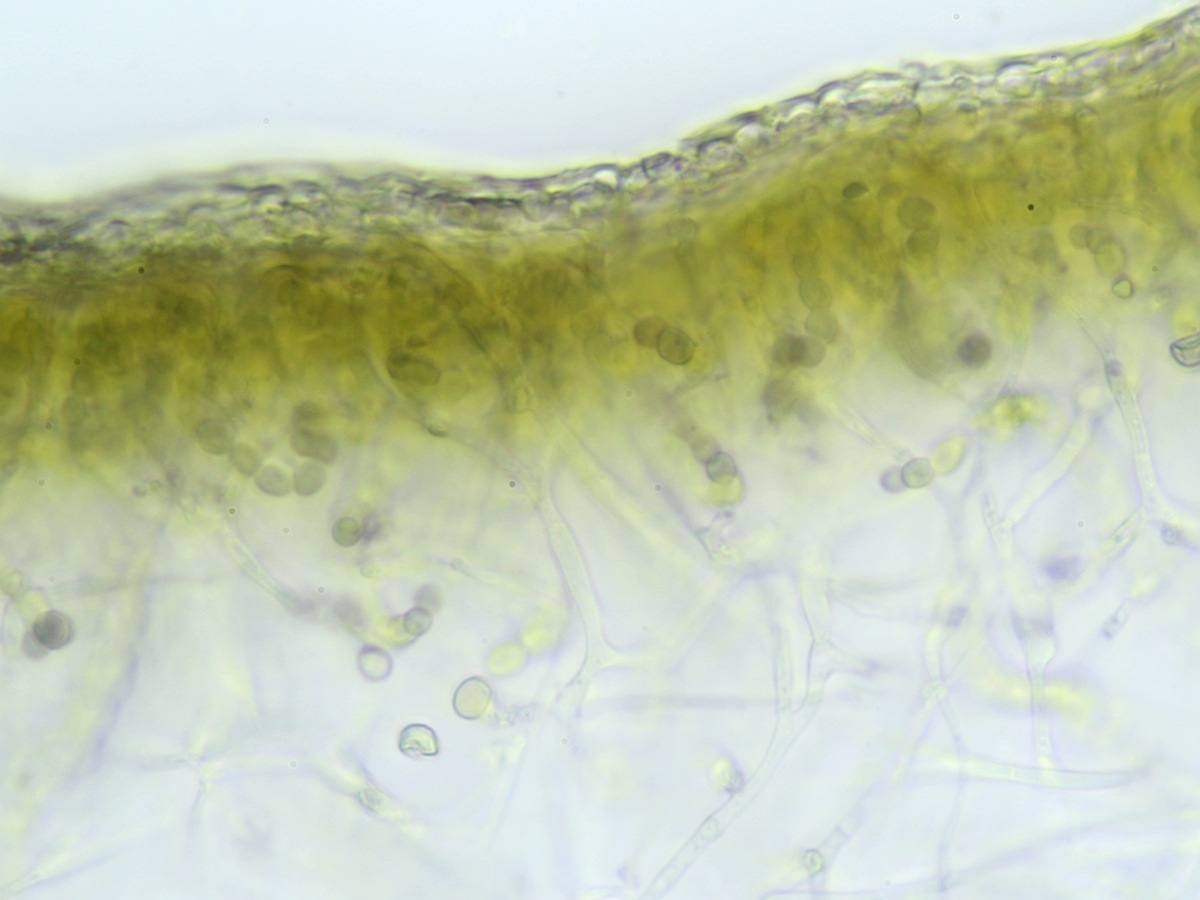 Scytinium plicatile (door Henk-Jan van der Kolk)