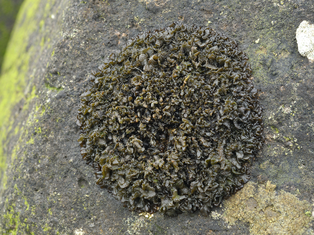 Scytinium plicatile (door Jan Freijer)