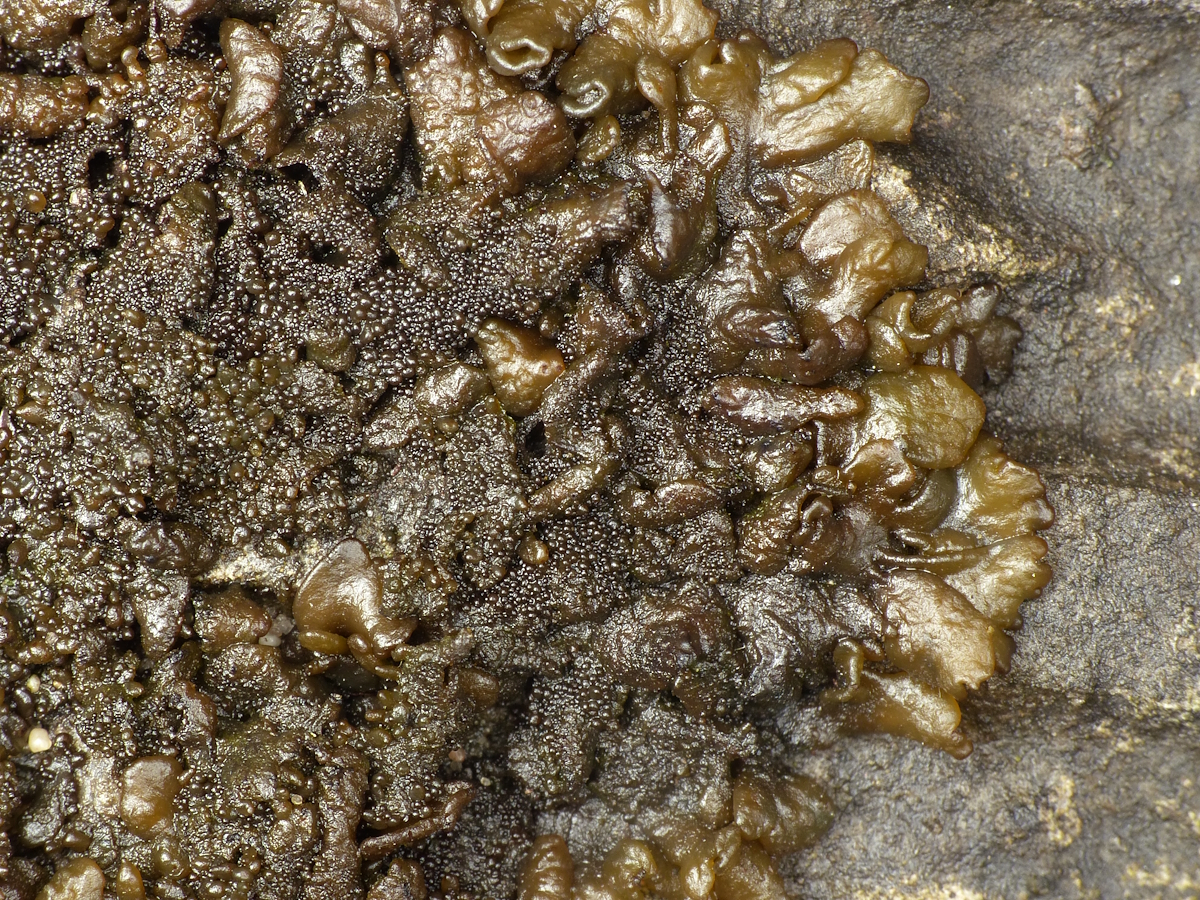 Scytinium plicatile (door Henk-Jan van der Kolk)