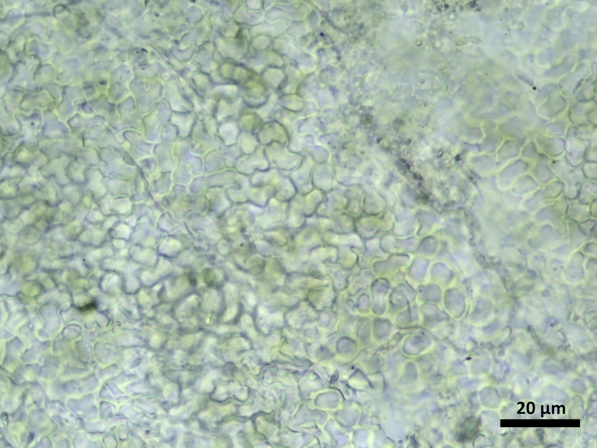 Scytinium plicatile (door Henk-Jan van der Kolk)
