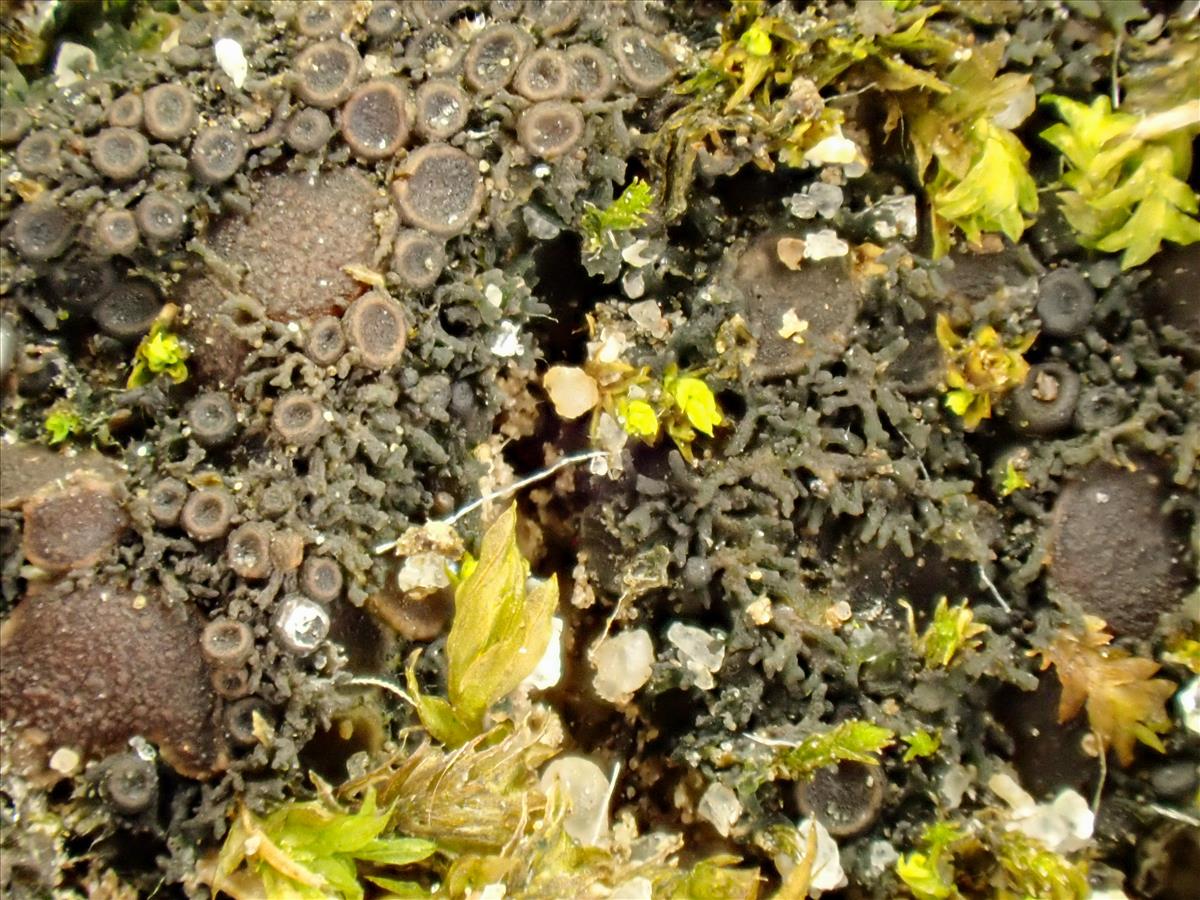 Scytinium tenuissimum (door Arne van Wingerden)