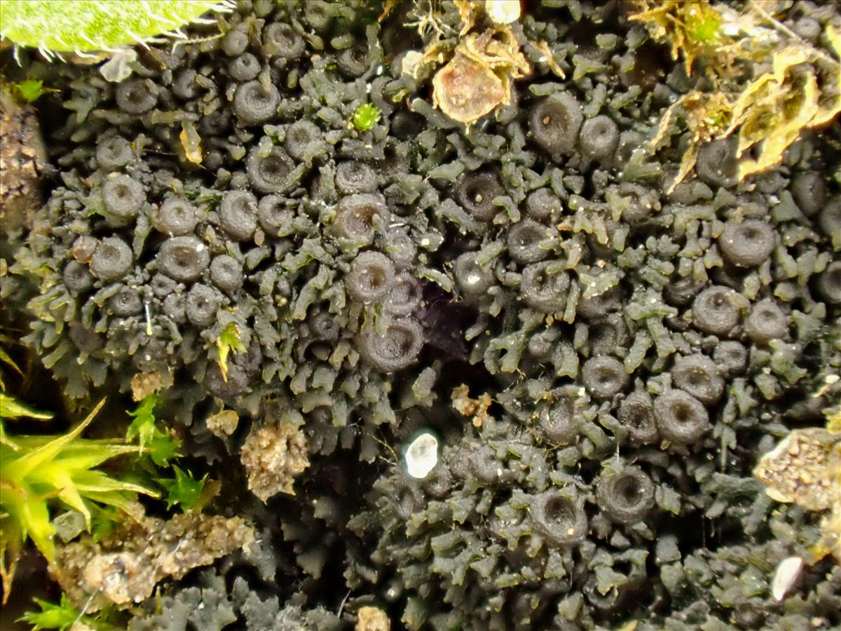 Scytinium tenuissimum (door Arne van Wingerden)