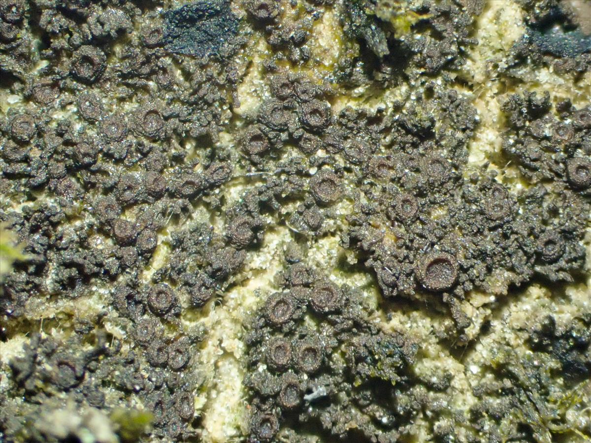 Scytinium tenuissimum (door Arne van Wingerden)
