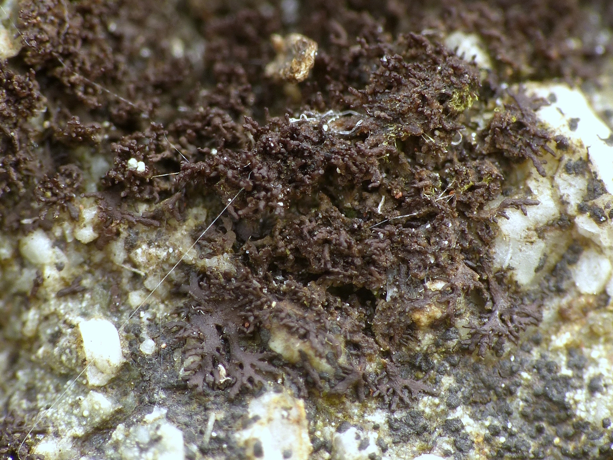 Scytinium teretiusculum (door Henk-Jan van der Kolk)