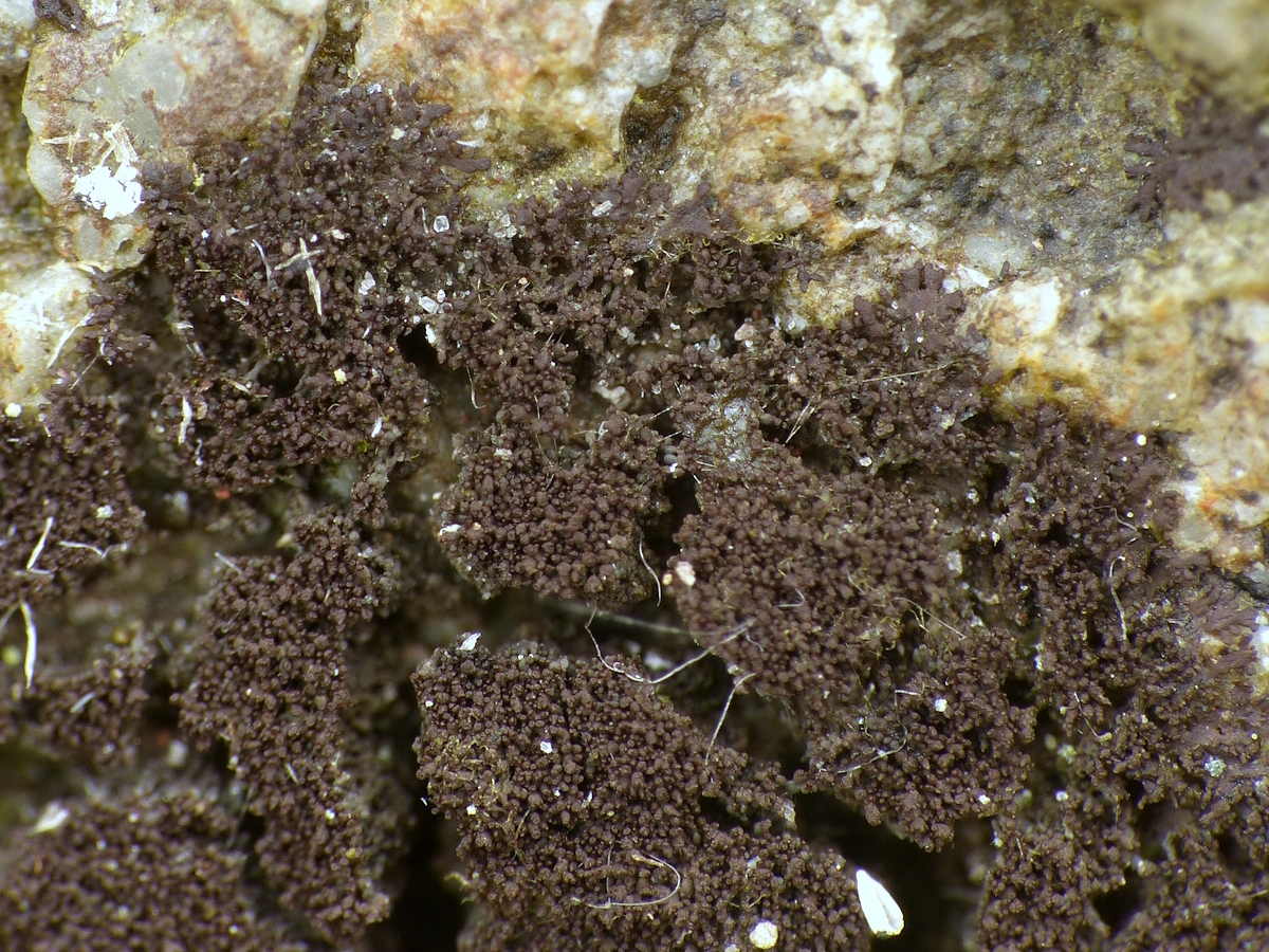 Scytinium teretiusculum (door Henk-Jan van der Kolk)