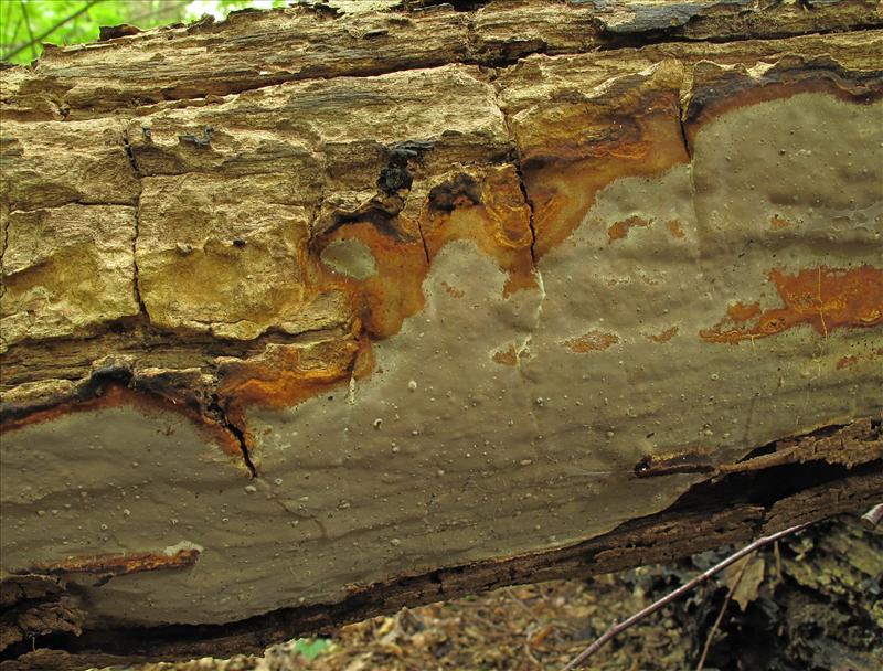 Scytinostroma hemidichophyticum (door Eduard Osieck)