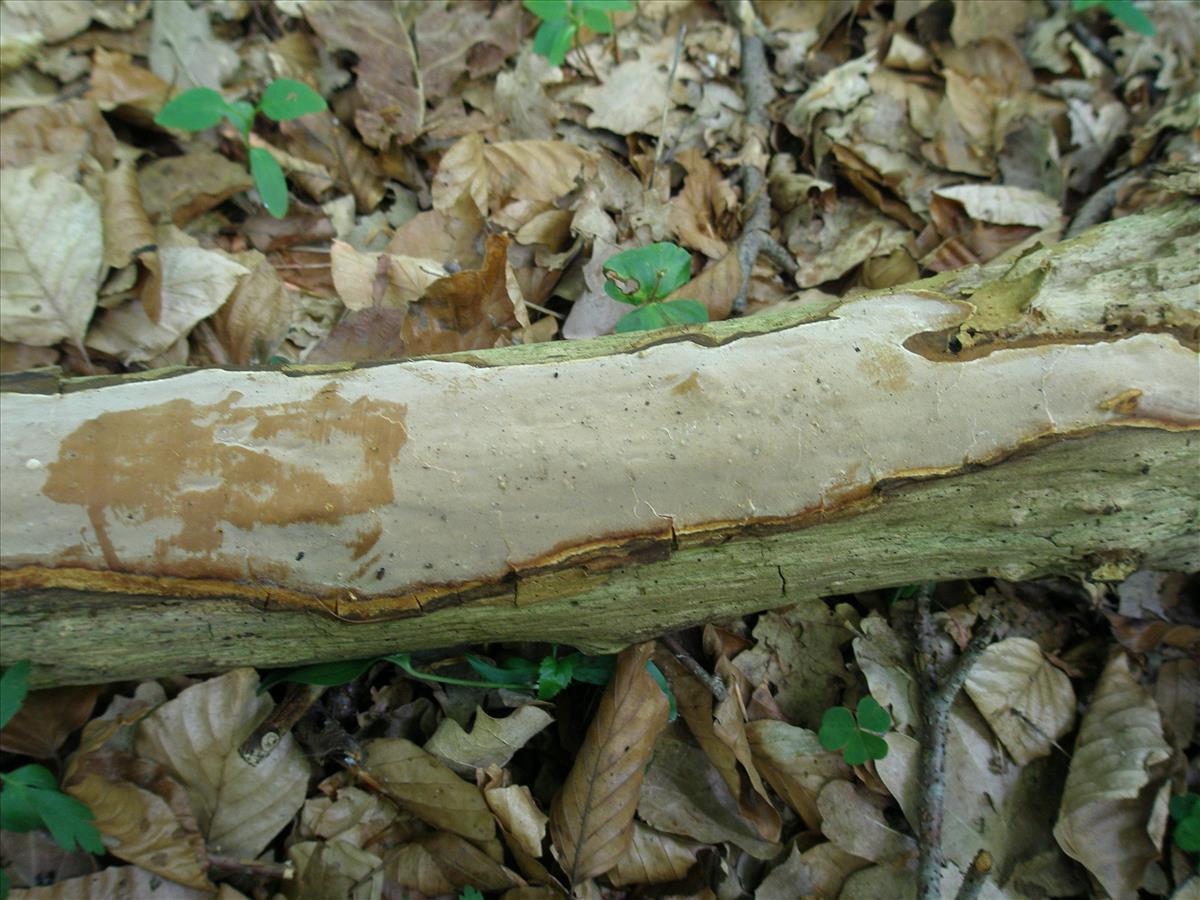 Scytinostroma hemidichophyticum (door Hermien Wassink)