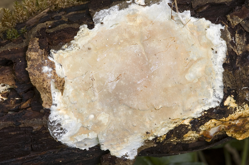 Scytinostroma hemidichophyticum (door Nico Dam)