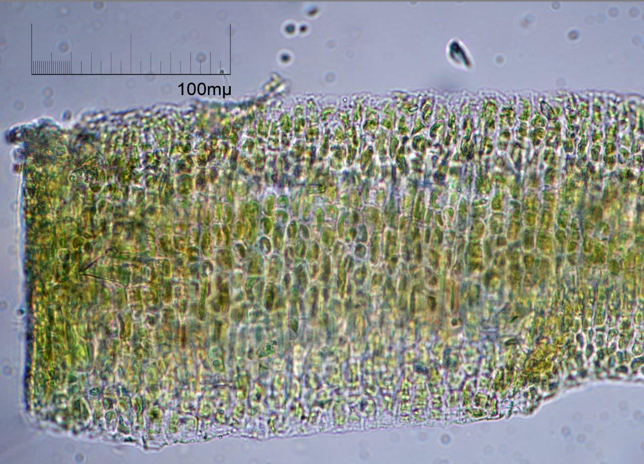 Scytosiphon lomentaria (door Mart Karremans)