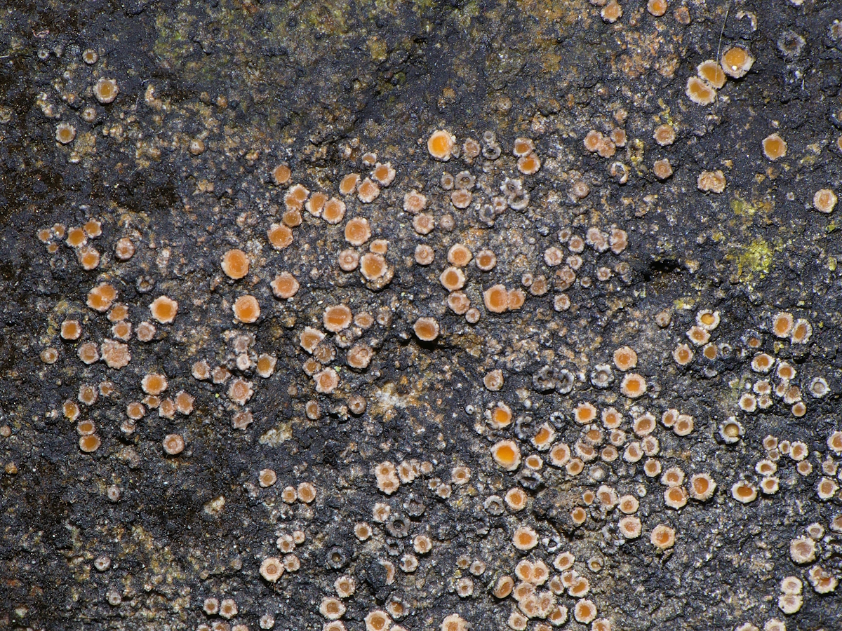 Secoliga jenensis (door Henk-Jan van der Kolk)