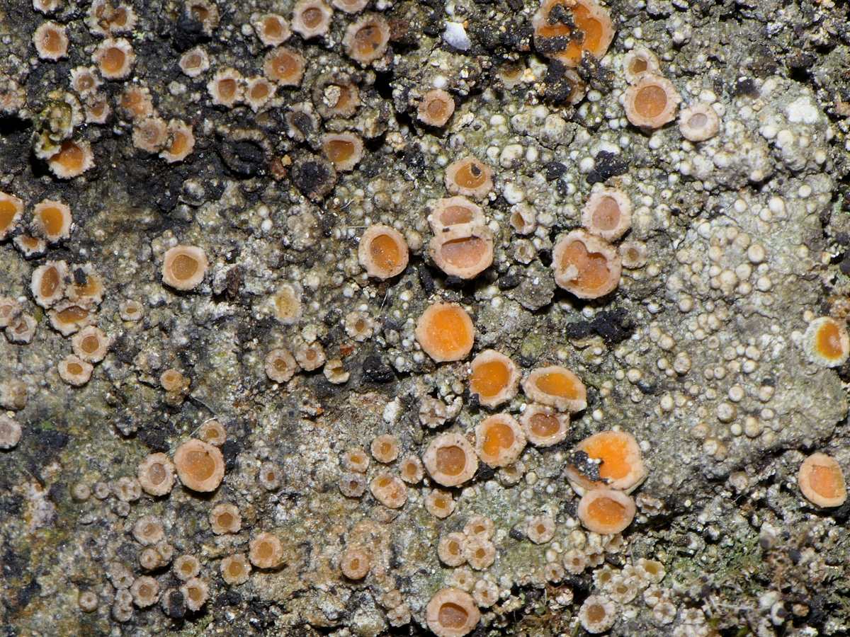 Secoliga jenensis (door Henk-Jan van der Kolk)